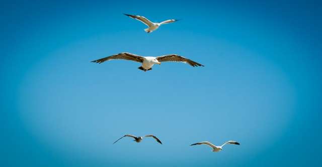 Seagulls flying in the sky.