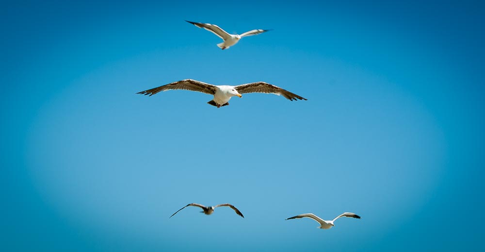Seagulls flying in the sky.
