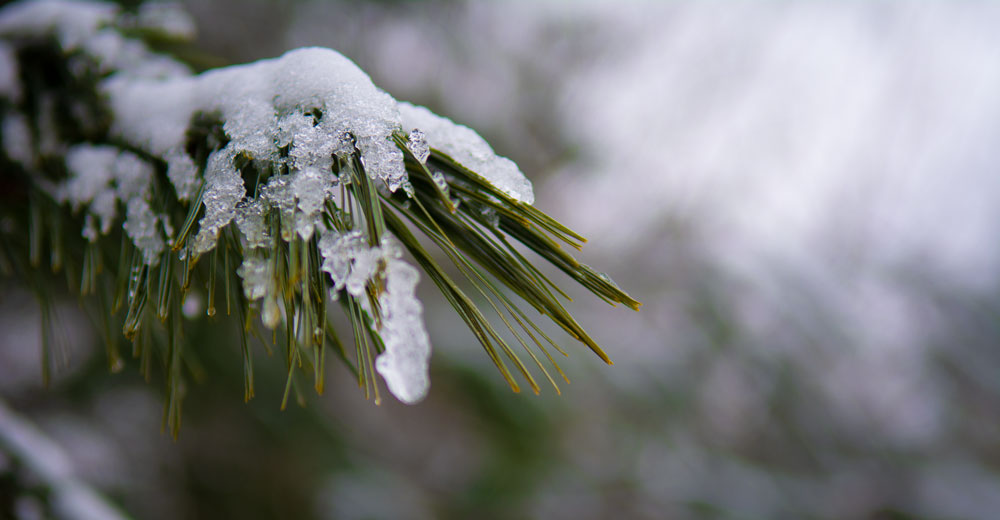 evergreen with snow,ice