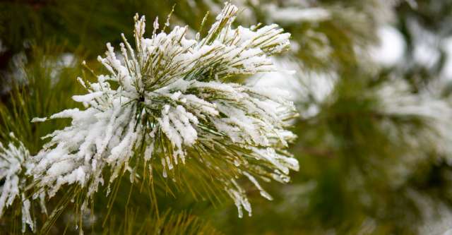 Snow on pine needles.