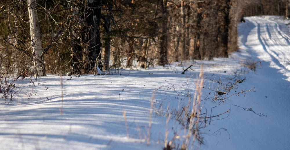 outside woods with snow