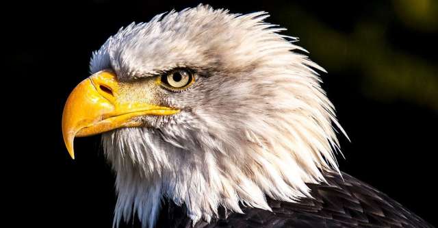 A Bald Eagle Looking Around.