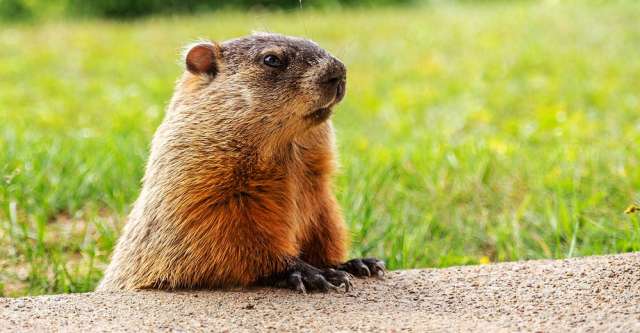A groundhog looking around