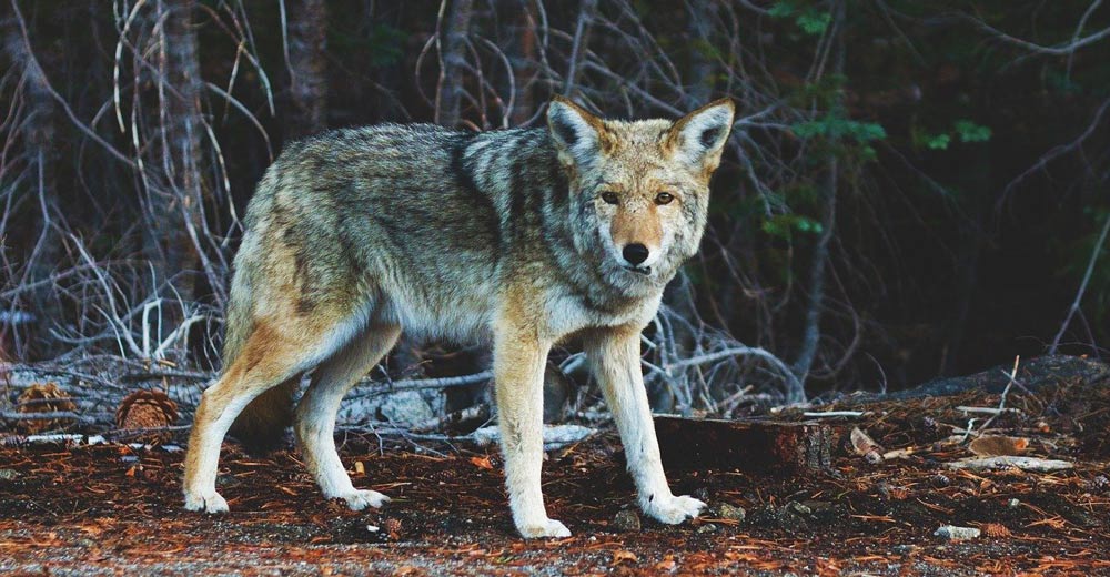 coyote