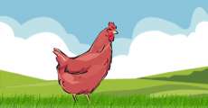 Little red hen
