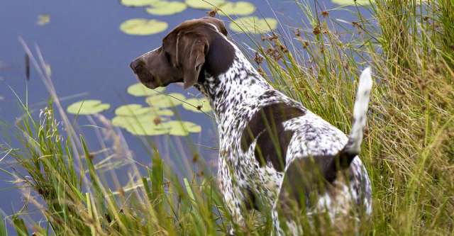 german-shorthaired-pointer