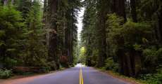 A lone road driving thru some Giant Sequoia trees.