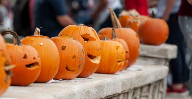 Pumpkins lined up to be judged for the Pumpkin carving contest on October 2, 2021 at Alton, Mo.