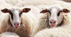 Two sheep looking out from a sea of wool.