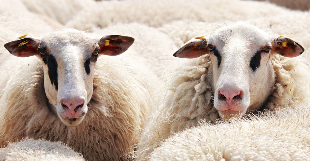 Two sheep looking out from a sea of wool.