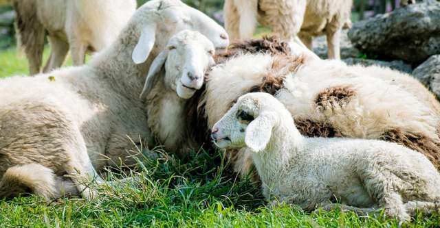 A lamb laying down next to sheep