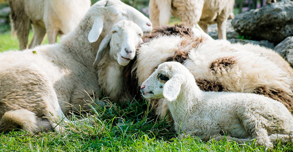 A lamb laying down next to sheep