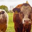 Multiple brown calf's in a green pasture.