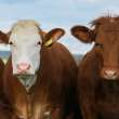 A group of brown cattle on a countryside.