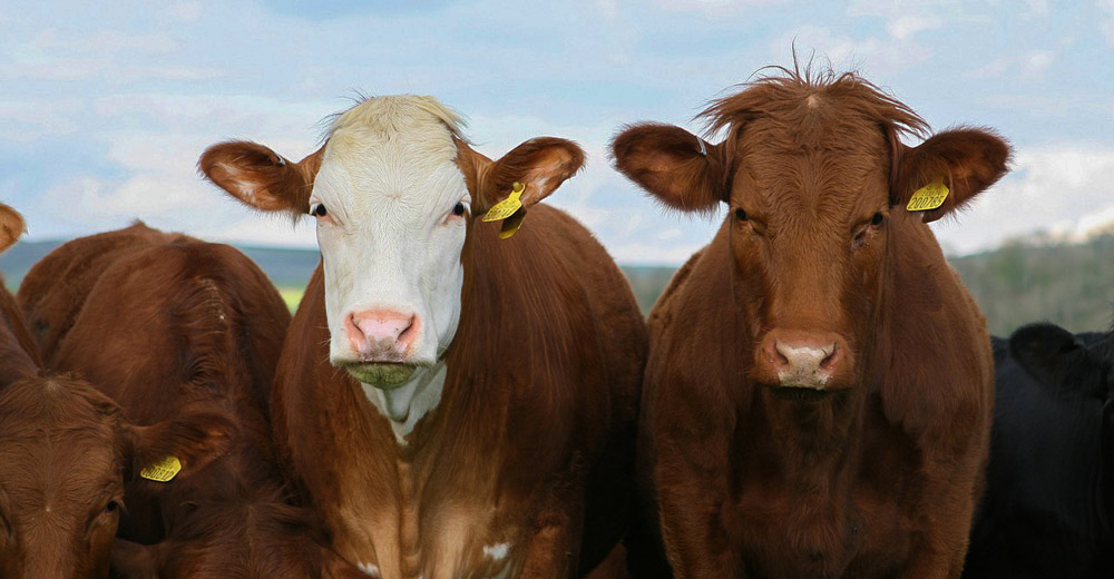 A group of brown cattle on a countryside.