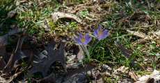 Crocuses breaking through the grass