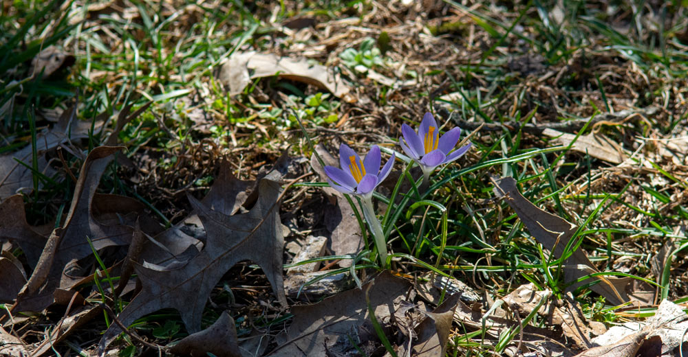 Crocuses breaking through the grass