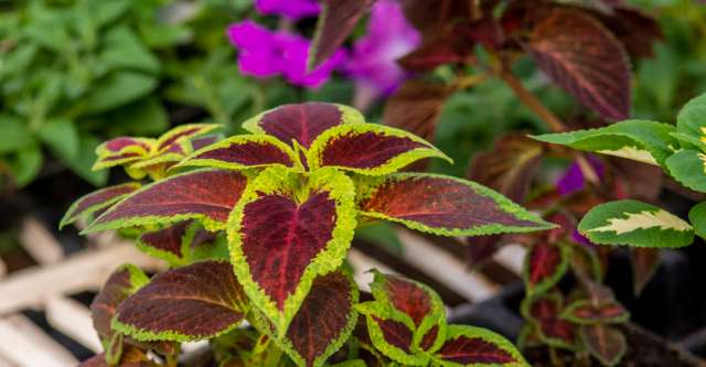 Plants at Outback Greenhouse