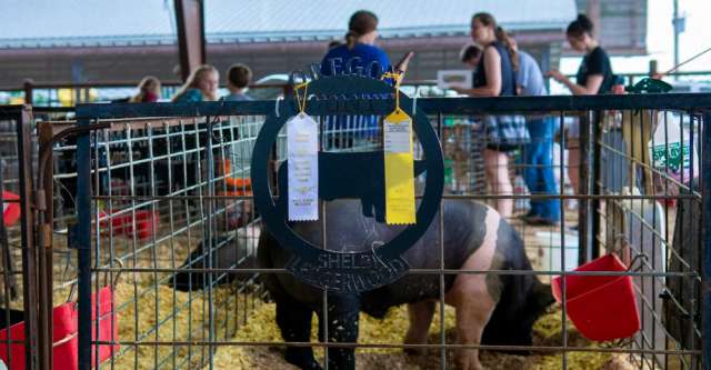 Shelby Ledgerwood's plaque with her pig behind it at the 2022 Heart of the Ozarks Fair.