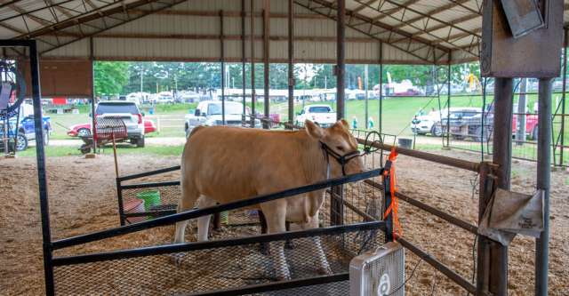 Austin Anderson's steer, Jerry, at the 2022 Heart of the Ozarks Fair.