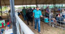 A youth leading his steer to the auction barn at the 2022 Heart of the Ozarks Fair.
