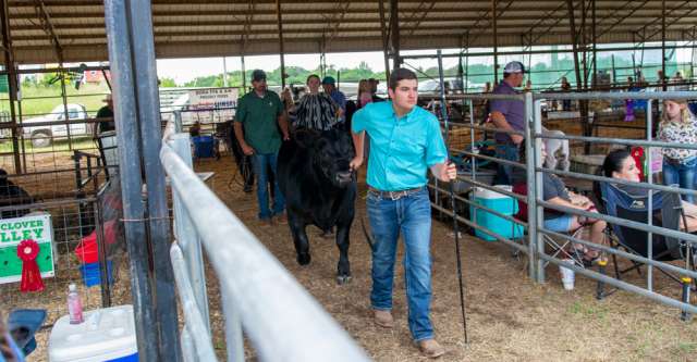 A youth leading his steer to the auction barn at the 2022 Heart of the Ozarks Fair.
