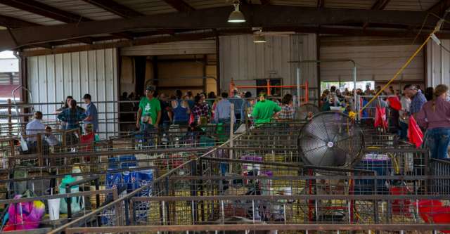 All the pens for the pigs and goats at the 2022 Heart of the Ozarks Fair.