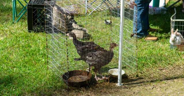 Spanish turkeys strutting around at the Oregon County Farmer's Market on June 11, 2022.