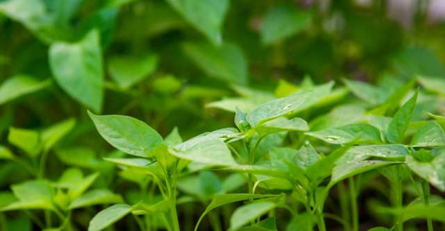 Plants at Outback Greenhouse