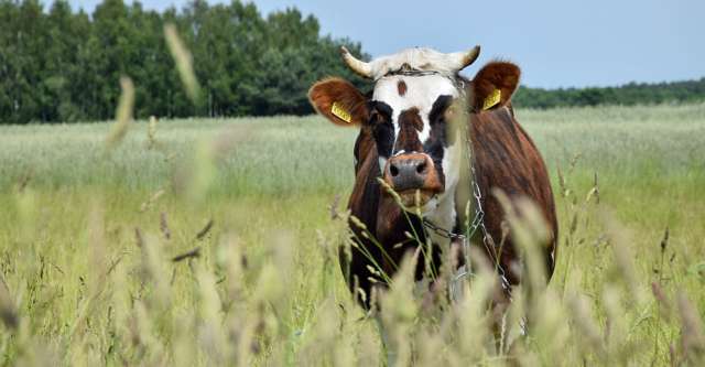 Cow looking in tall grass.