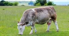 Cow eating fresh green grass