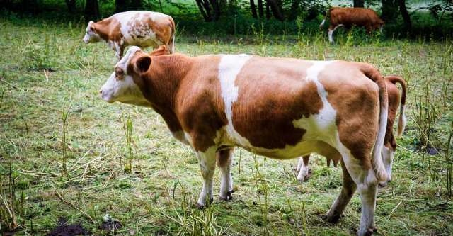 Brown and white cow looking after calf