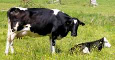 Mother cow looking after calf.