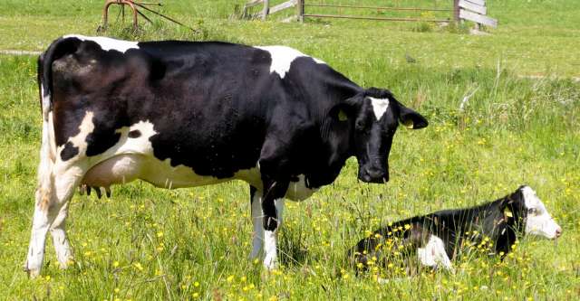 Mother cow looking after calf.