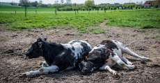 Two cows lying in the dirt.