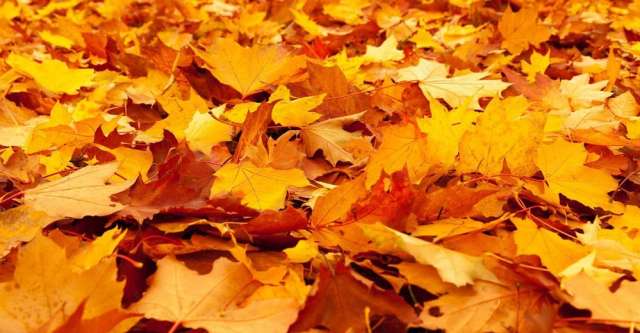 Fall leave covering the ground.