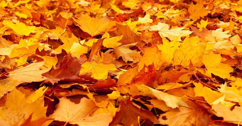 Fall leave covering the ground.