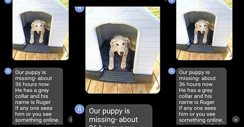 An owner on Highway 160 has a lost dog called Ruger.