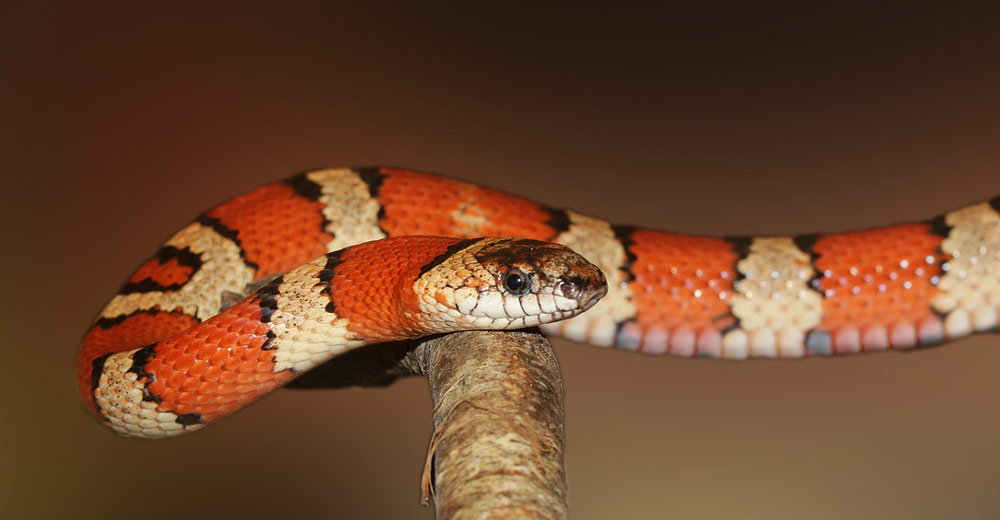 A snake on a tree branch.