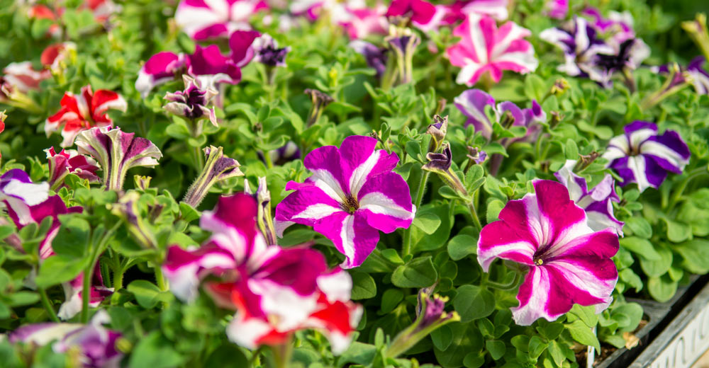 Local Outback Greenhouse Now Open With Cool Weather Crops Alton MO