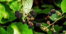 Big blackberries are still on the plant
