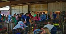People looking at animals at the Heart of the Ozarks Fair on June 6, 2023.