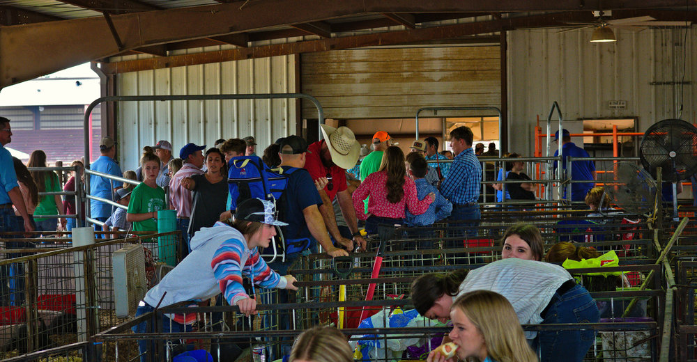 People looking at animals at the Heart of the Ozarks Fair on June 6, 2023.