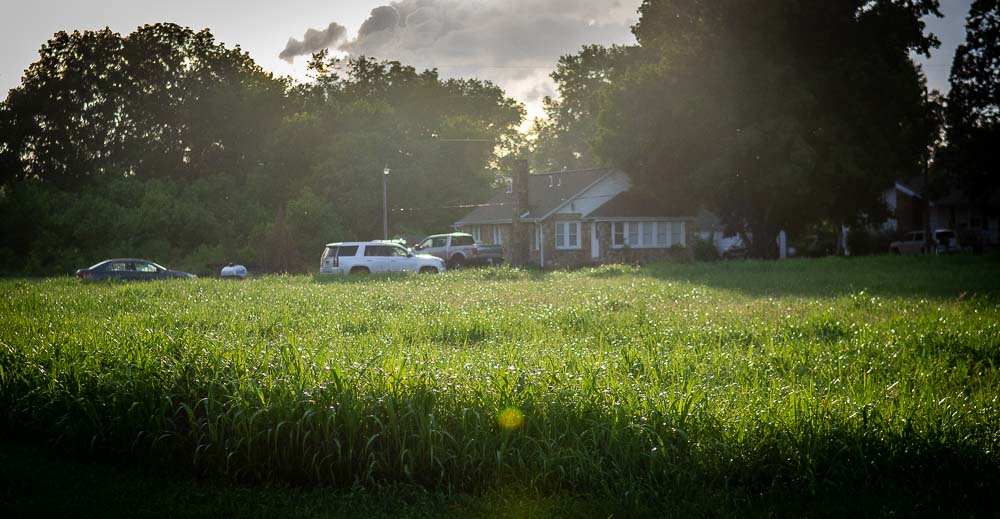 A field of grass softly lit by the sun.