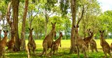 A group of kangaroos by some trees.