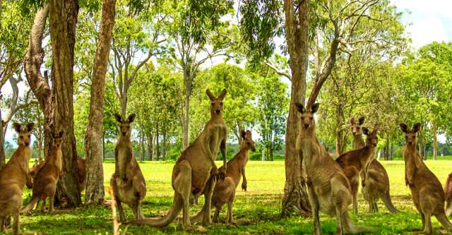 A group of kangaroos by some trees.