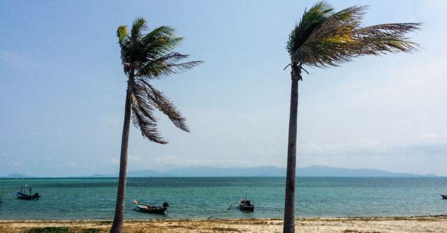 Palm tree leaves blowing in the wind.