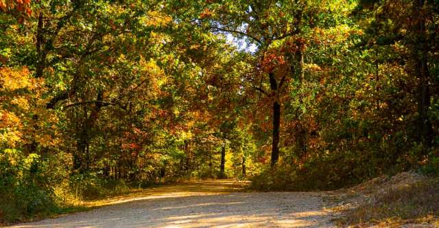 A road winding through a colorful fall forest.