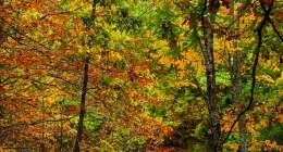 untitled shoot 713452 260x140