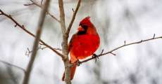 Cardinal bird